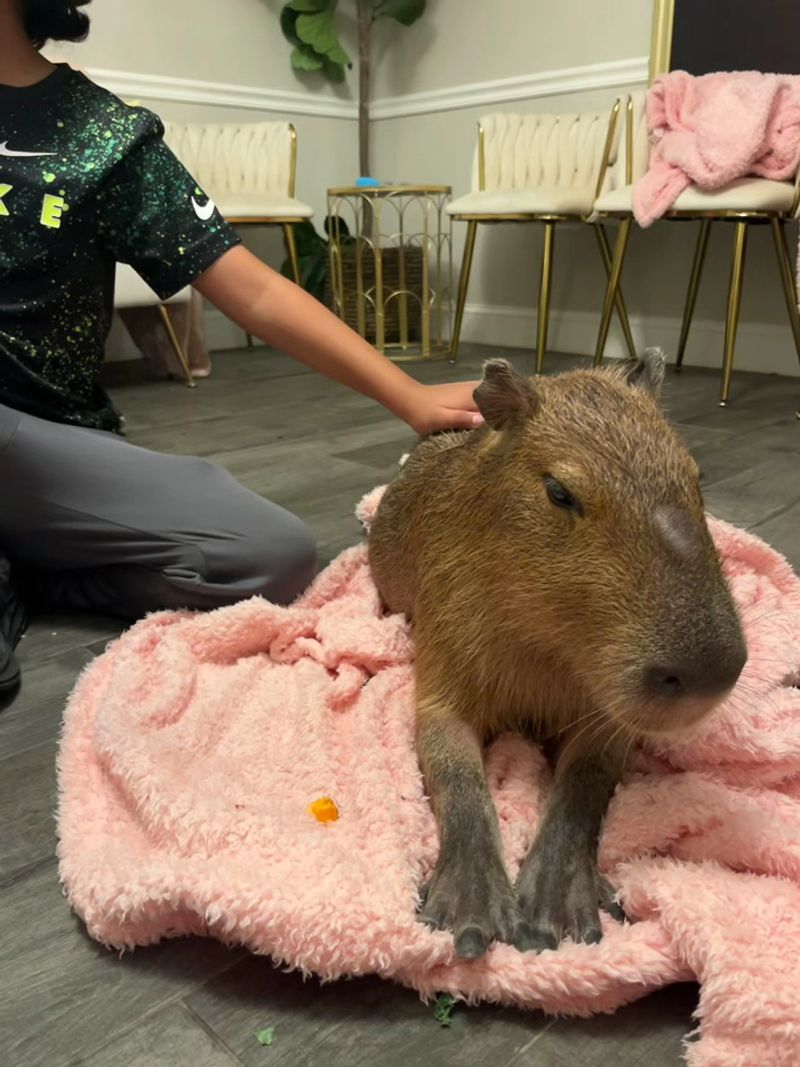 Baby Capybara Experience: Cuddling The Next Generation