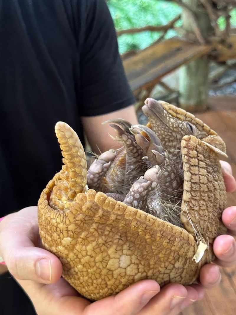 Meet Coatimundis and Other Rare Animals You Won't Find Elsewhere