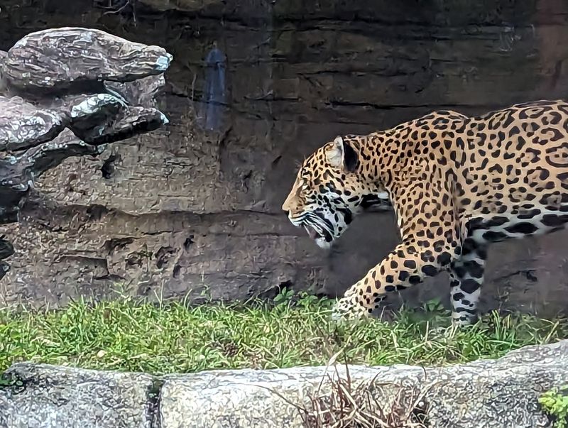 Jacksonville Zoo and Gardens (Jacksonville)