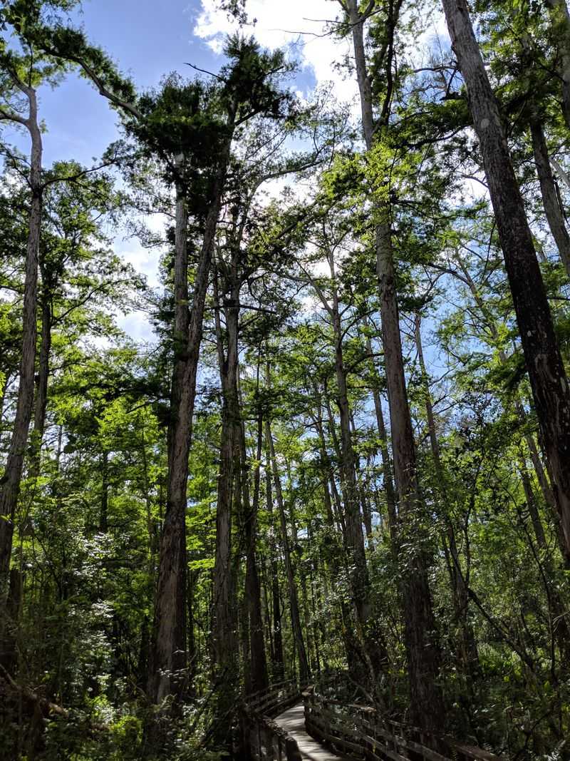 Ancient Bald Cypress Cathedral