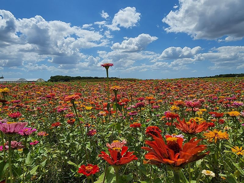 Flower fields and wildflower picking
