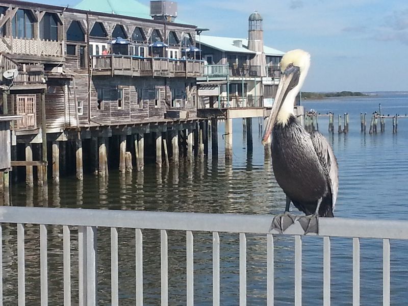 Fresh Local Oysters and Clams