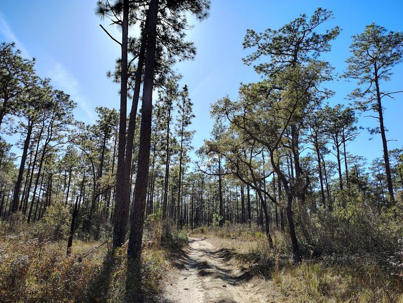 Florida Trail, Ocala Section (Ocala National Forest)