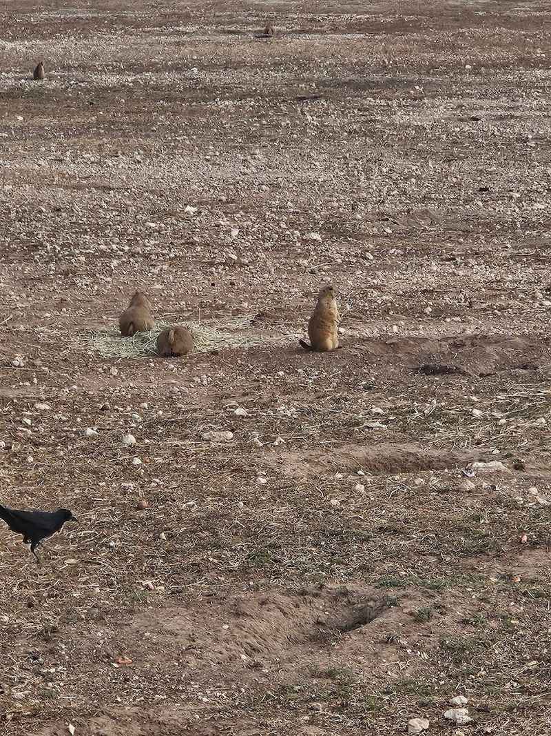 Their Communication System Is Fascinating