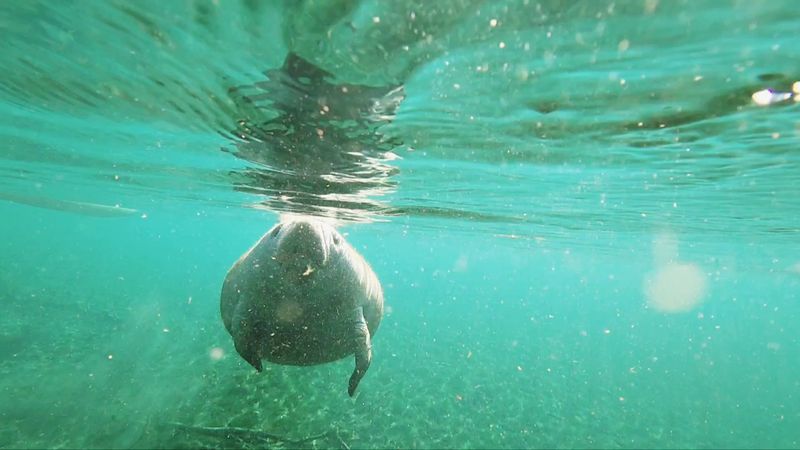 Manatee Watching at the Spring Run