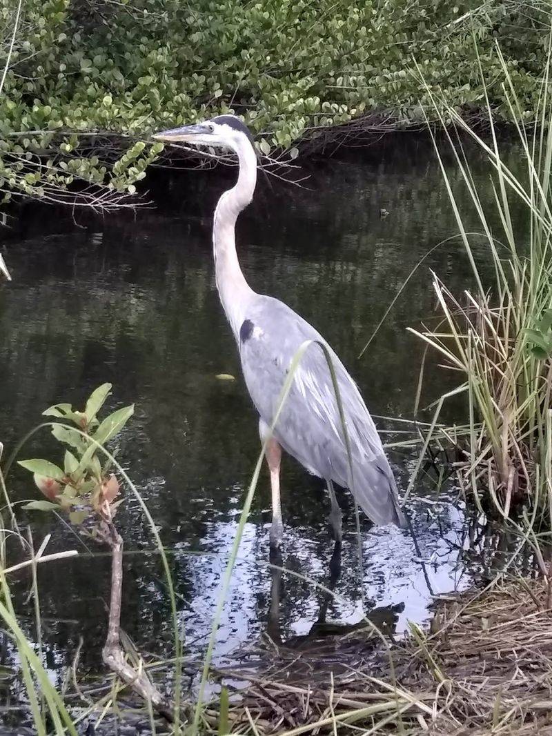 Wildlife Beyond The Gators