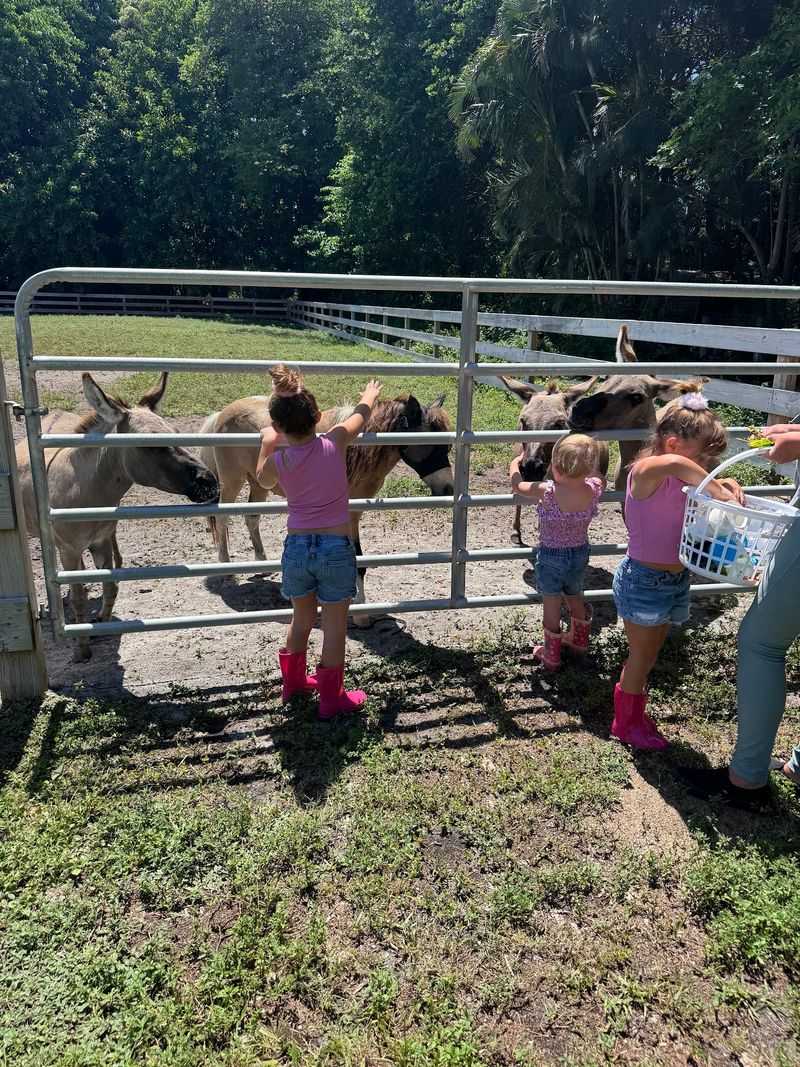 We Found a New $8 Pumpkin Patch in South Florida and It’s Almost Too Cute
