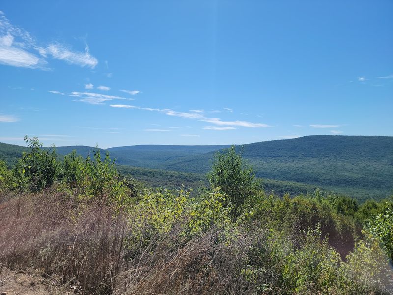 Bear Meadows Natural Area Boardwalk