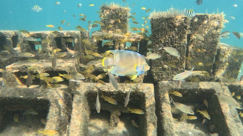 Swimming the Artificial Reef Trail