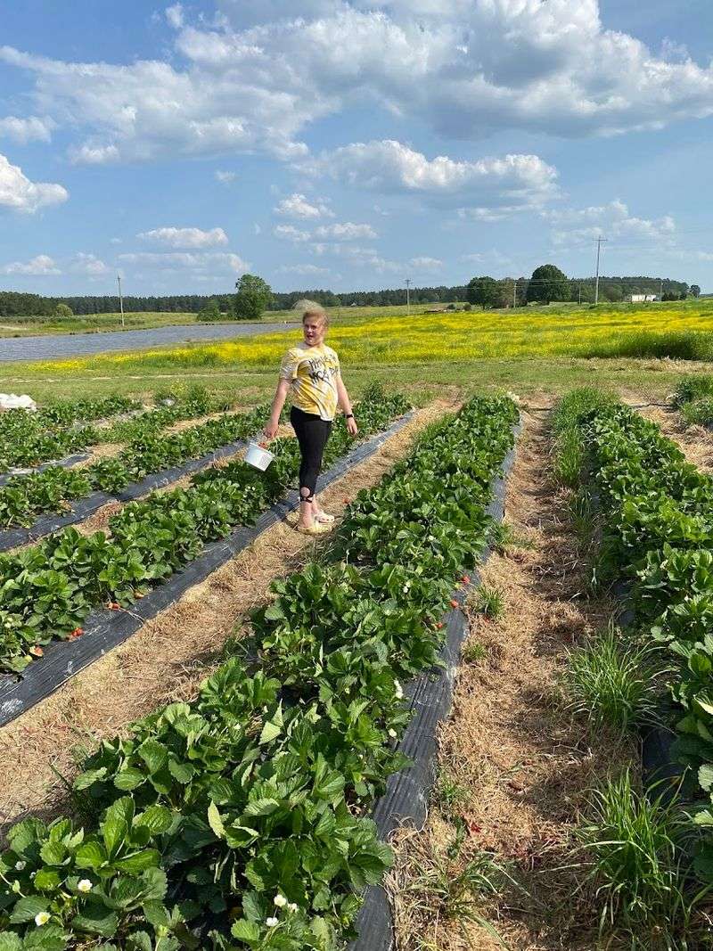 Cody Strawberry Farm (Richfield)