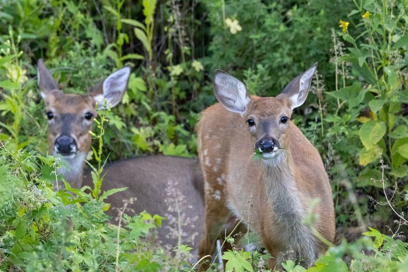 Wildlife Encounters And Gentle Etiquette