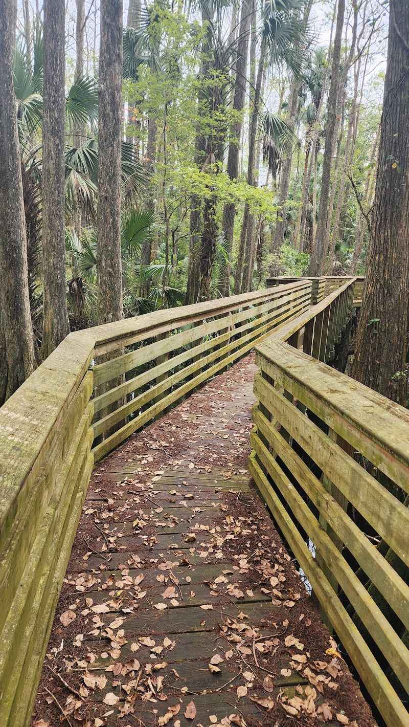 The Cypress Boardwalk Worth the Walk