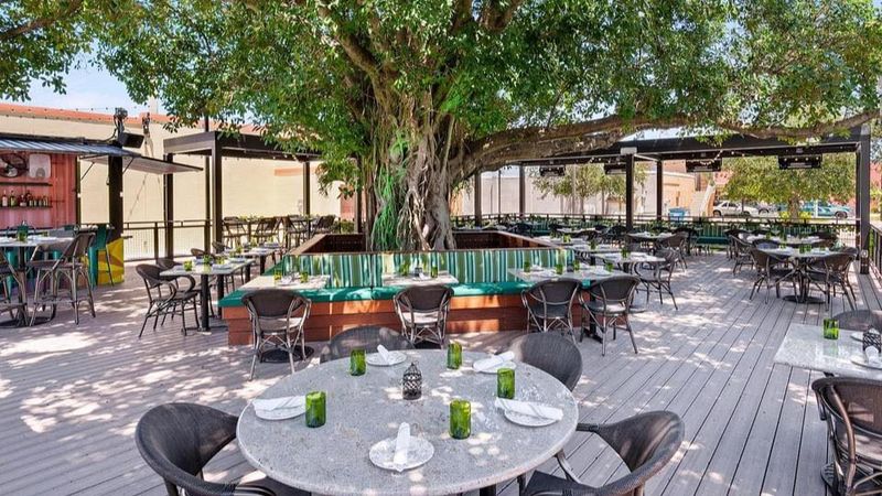 A Giant Banyan Tree Runs the Show