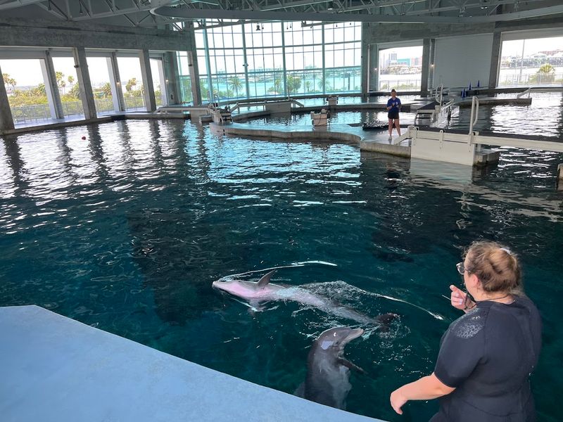 Clearwater Marine Aquarium (Clearwater)
