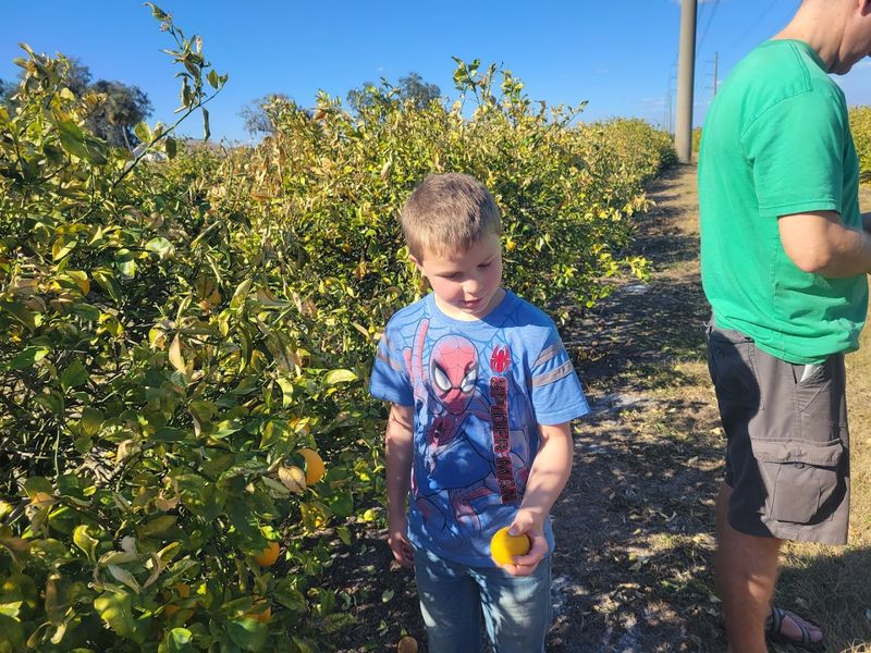 Pick Your Own Citrus Experience