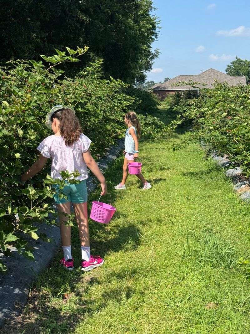 Blackberry Picking When Strawberry Season Winds Down