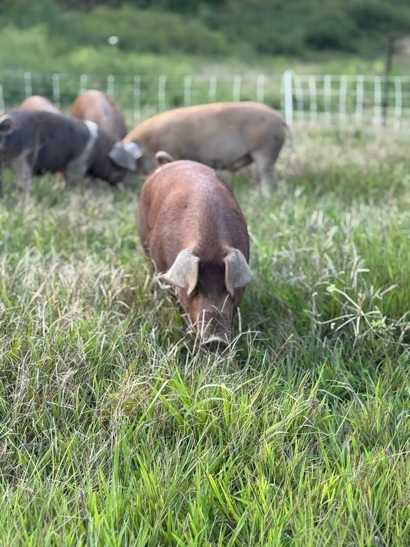 Regenerative Farming Is At The Heart Of What They Do