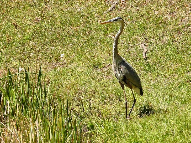 Wildlife Watching Around Every Bend