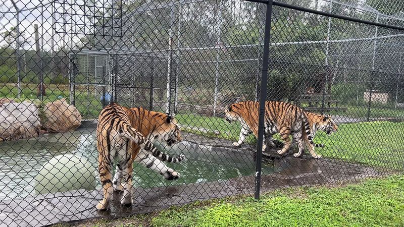 The Night Feeding Experience That Visitors Cannot Stop Talking About