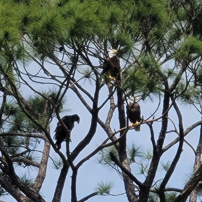 Bald Eagles and Rare Bird Sightings