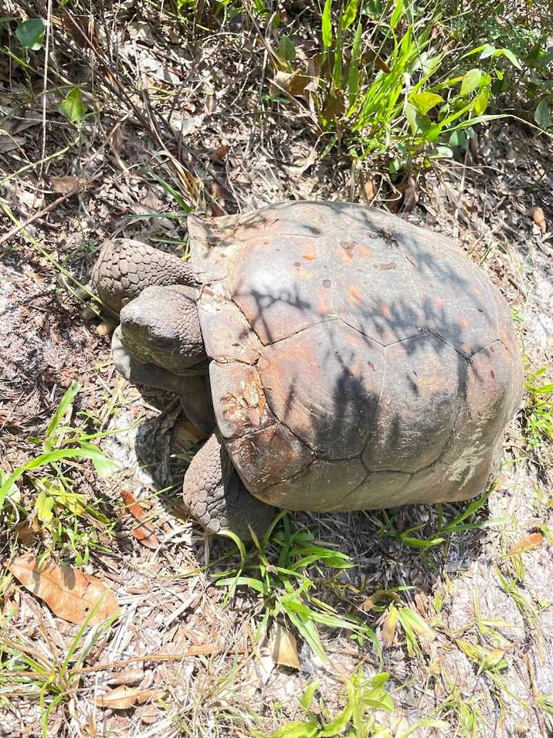 Gopher Tortoise Burrows And Wildlife Encounters