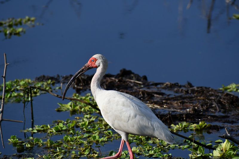 Birding Hotspots Around the Lakes