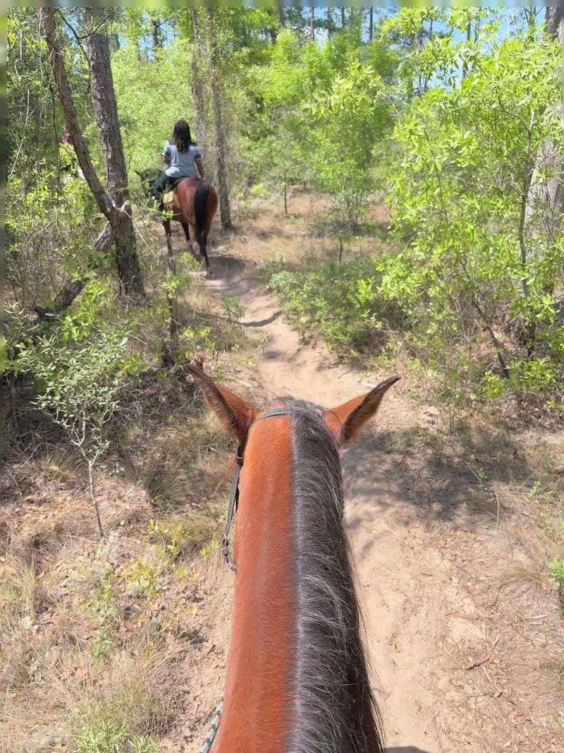 Sunshine Riding Trails (Tampa)
