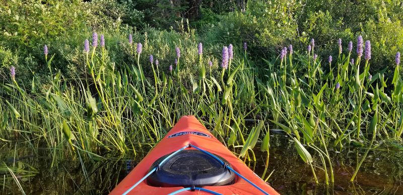 Paddle Lake Durant&rsquo;s Quiet Waters