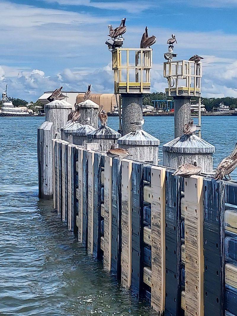 Pelicans, Gulls, and Maybe a Dolphin