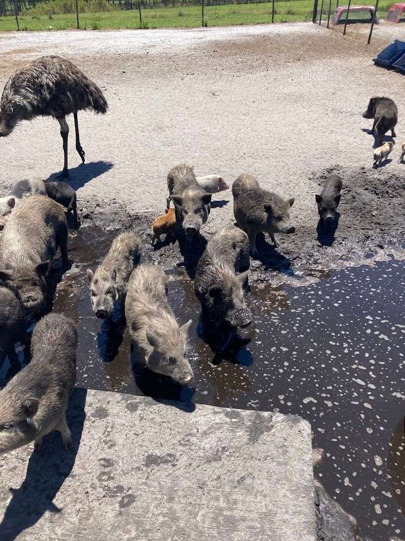 Family Farm Tour And Animal Encounters