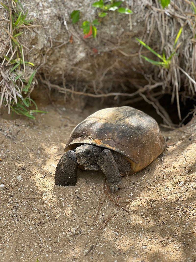 Wildlife Encounters Around Every Corner
