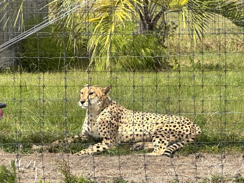 Cheetah Viewing and Conservation Notes