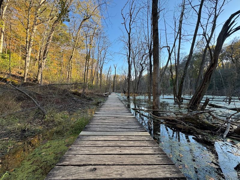 The Beaver Marsh And Boardwalk Quiet