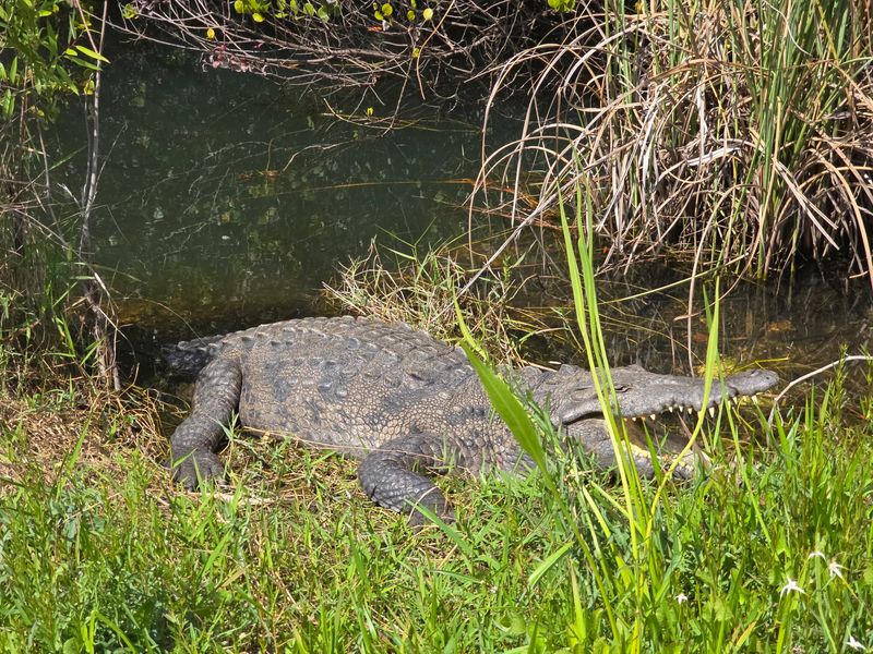 Alligator Encounters You Won't Believe