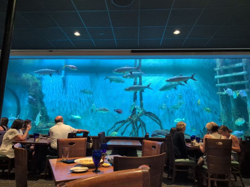 The 33,500 Gallon Aquarium Experience