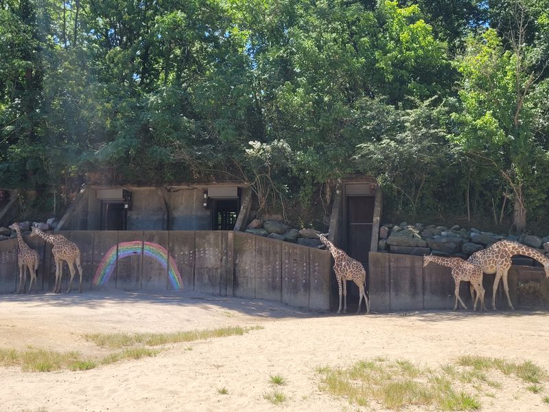 Zambezi River Hippo Camp Highlights