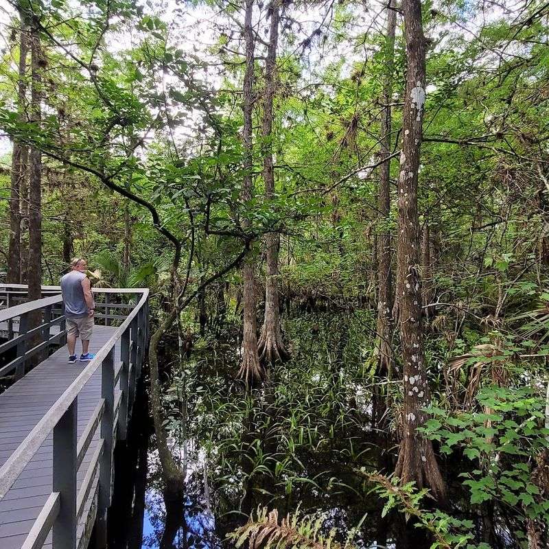 Boardwalk Trails That Feel Like Floating Through The Canopy