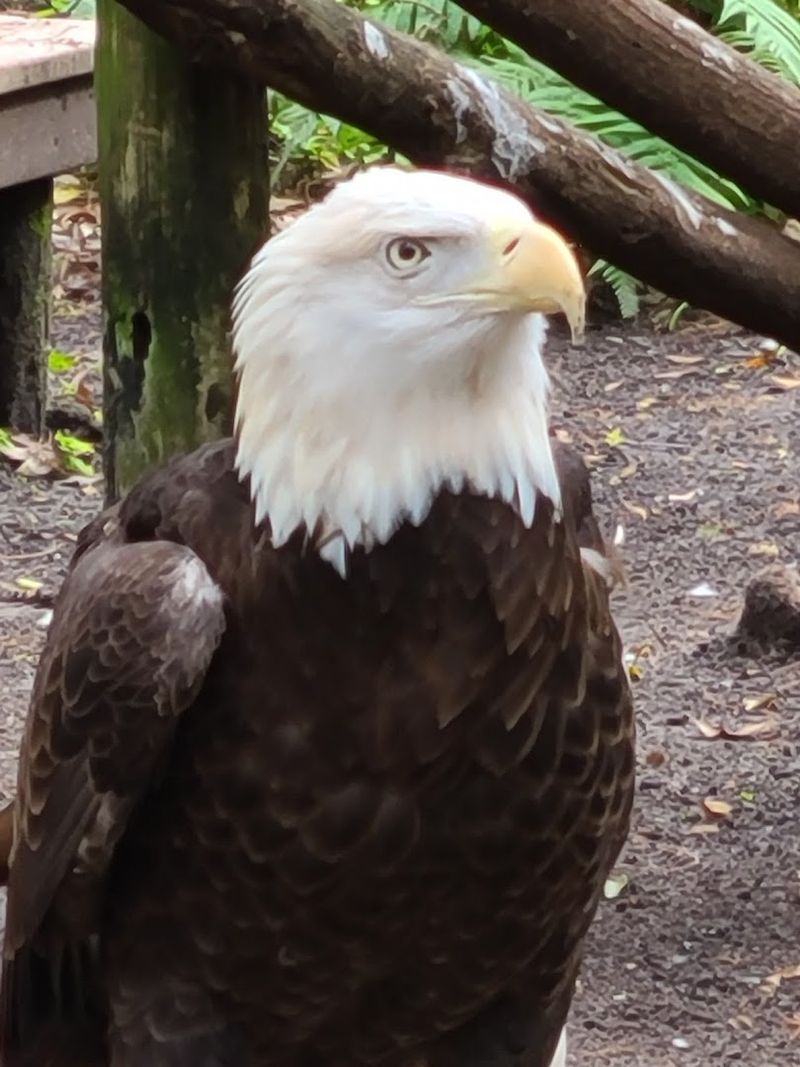 Majestic Bald Eagles Soaring Into Hearts