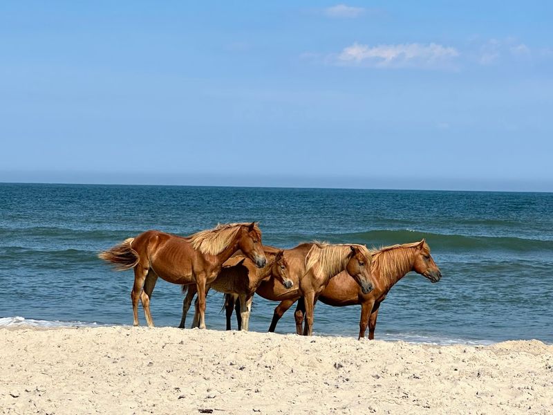 Assateague Island (Berlin)