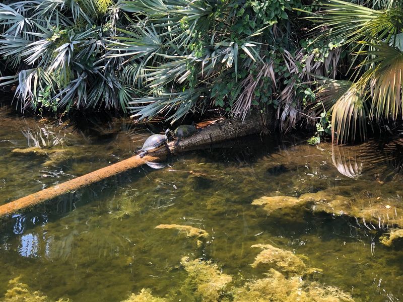 Turtle Traffic Jams and Reptile Sunbathing Spots