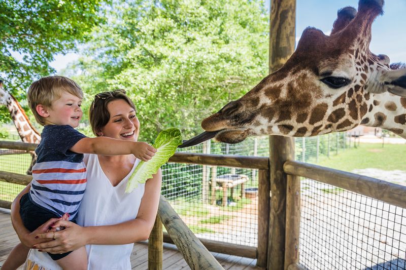 Giraffe Platform: Meeting the Gentle Giants
