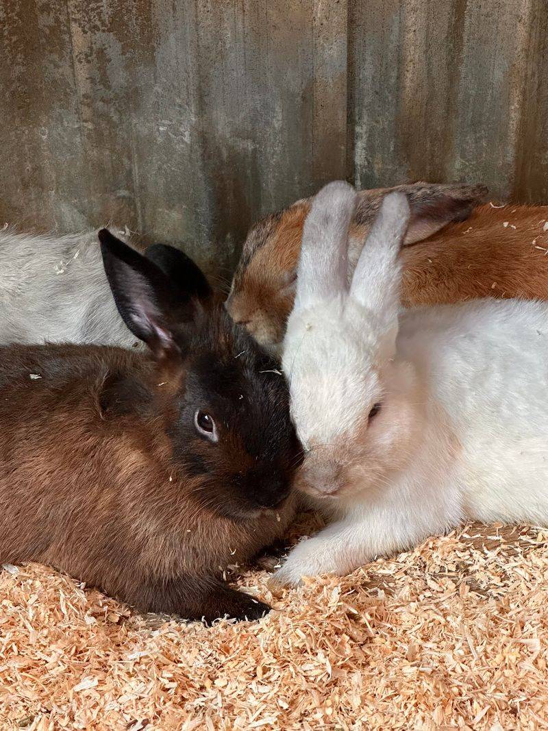 Bunny Corral Manners
