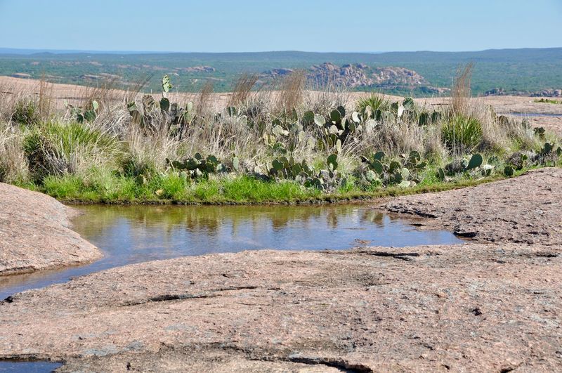 Those Tiny Tidal Pools Full of Surprises