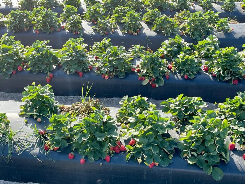 Pick Your Own Berries