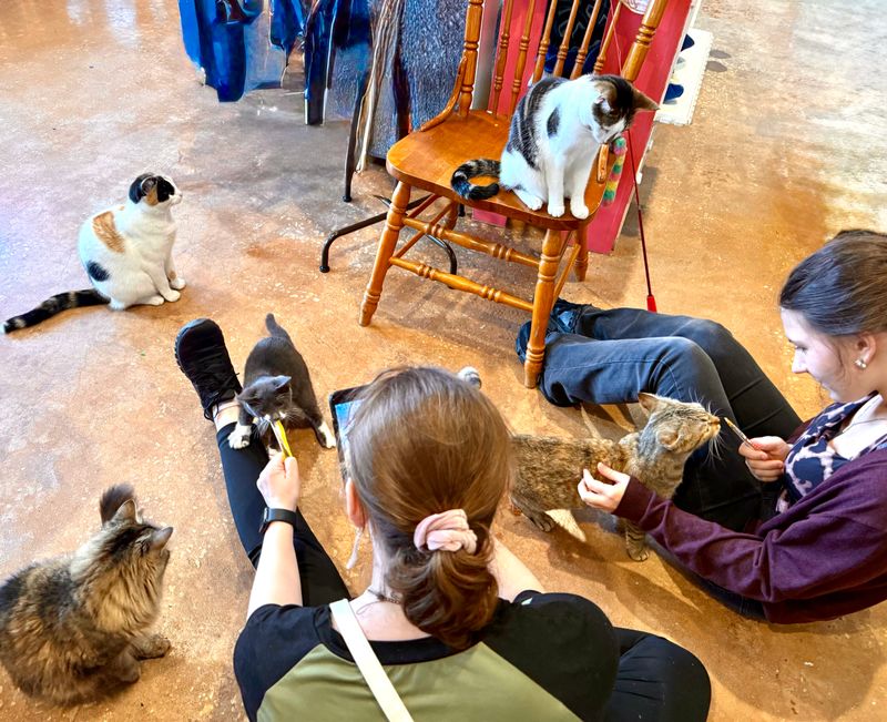 Cat Lounge Experience