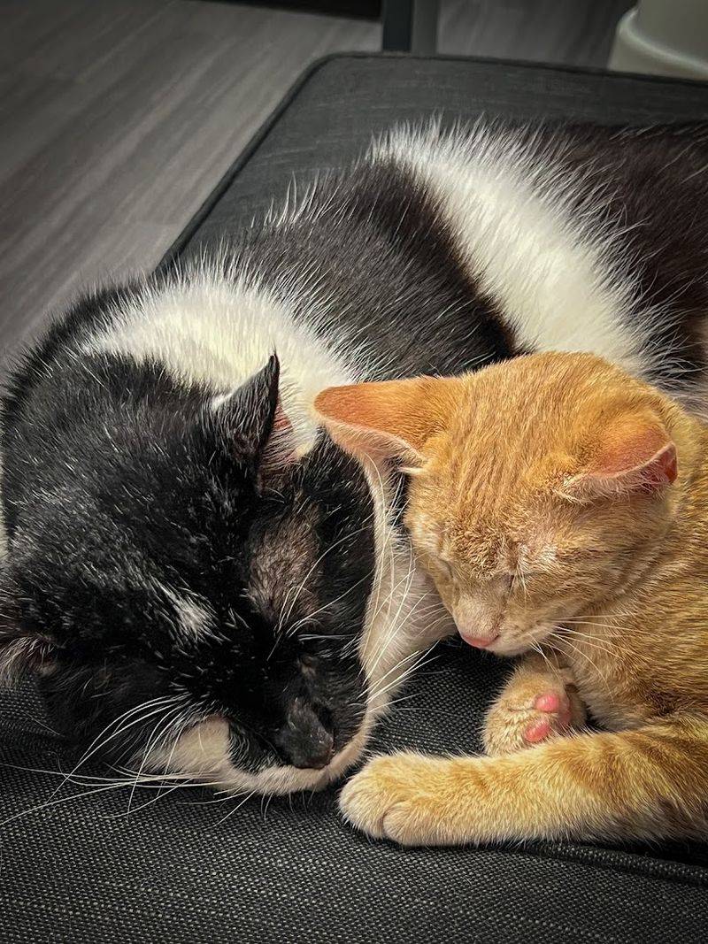 Adoption Process and Foster-To-Adopt