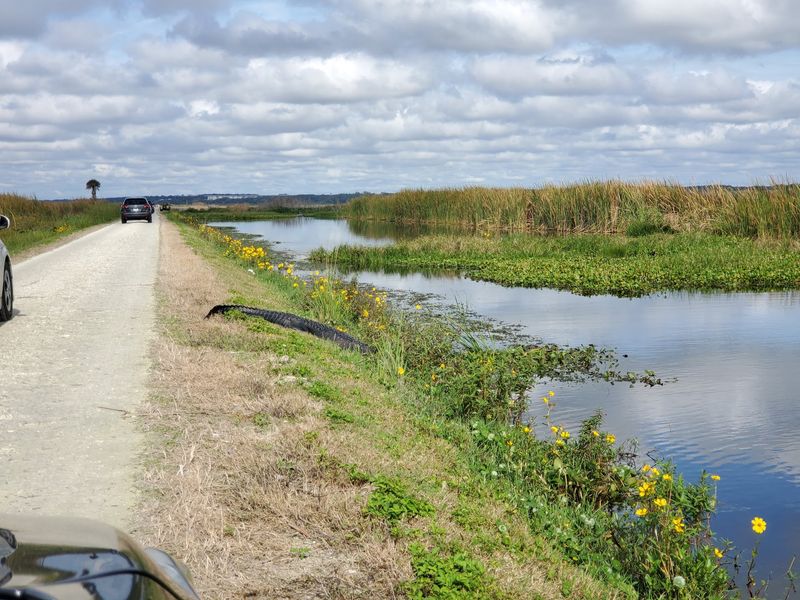 Lake Apopka Wildlife Drive (Apopka)