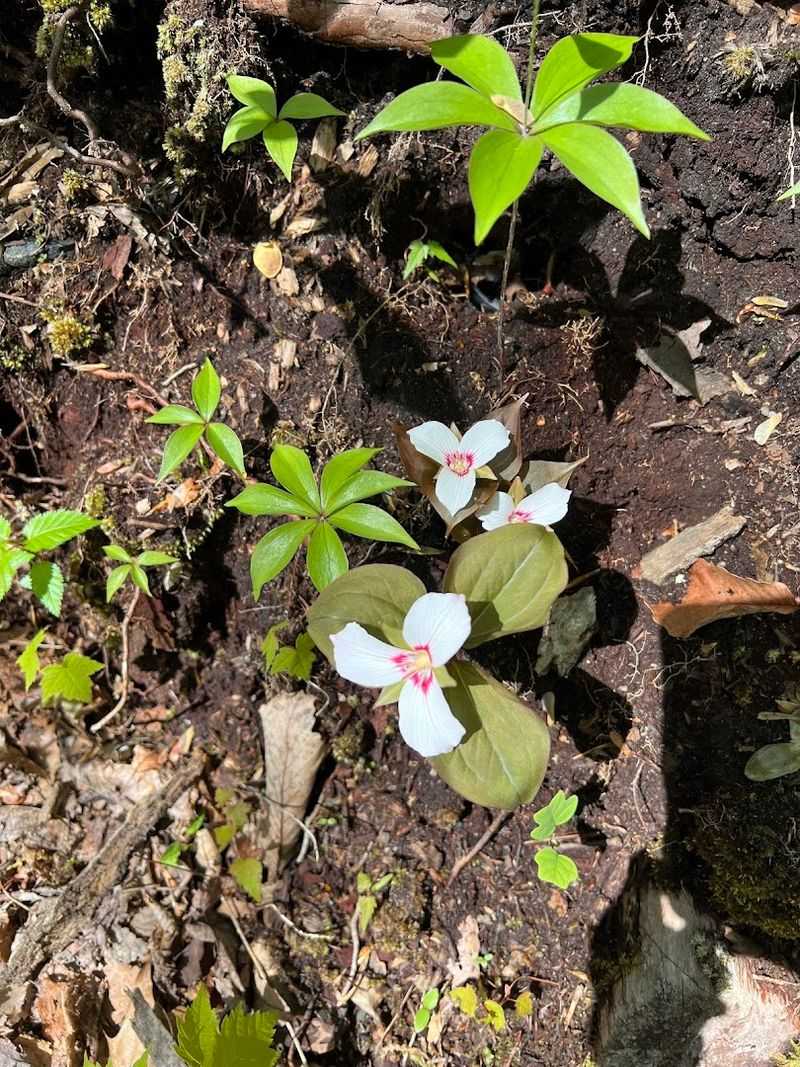 When to Visit for Peak Wildflower Season