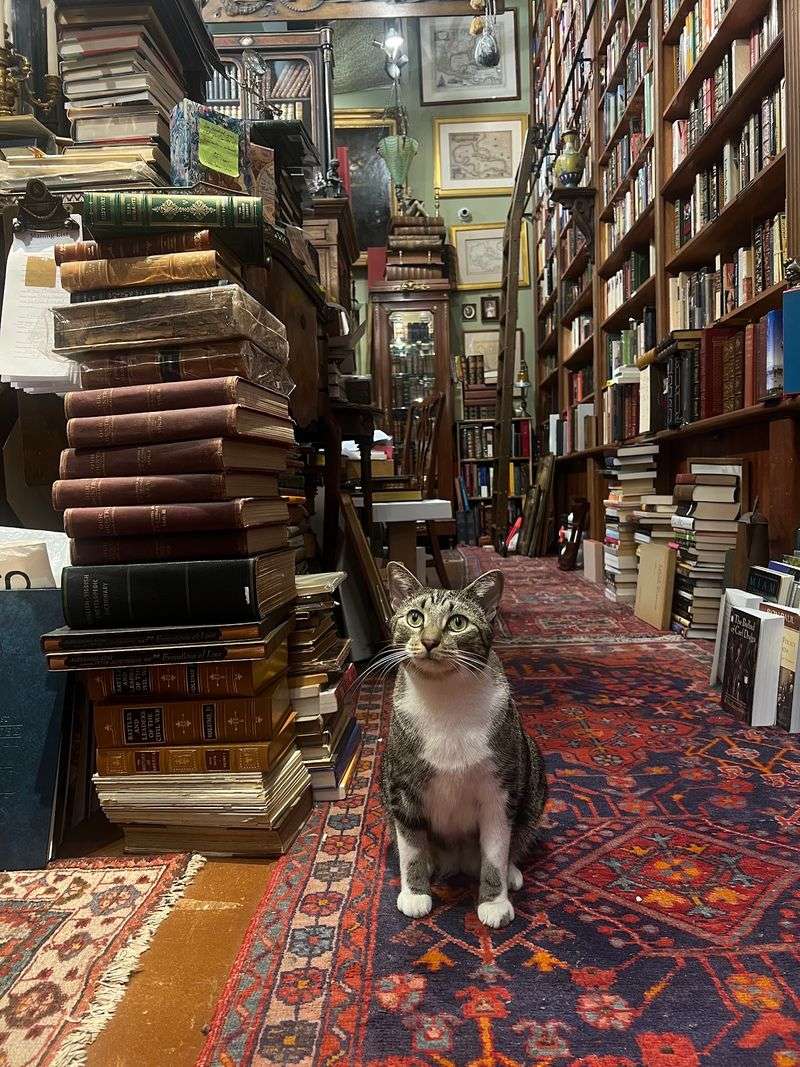 Peter the Cat, Your Literary Companion