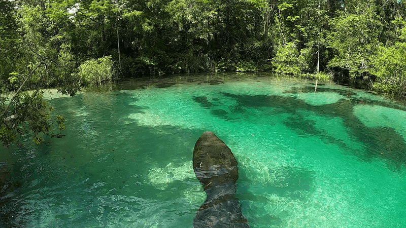 Weeki Wachee River (Weeki Wachee)